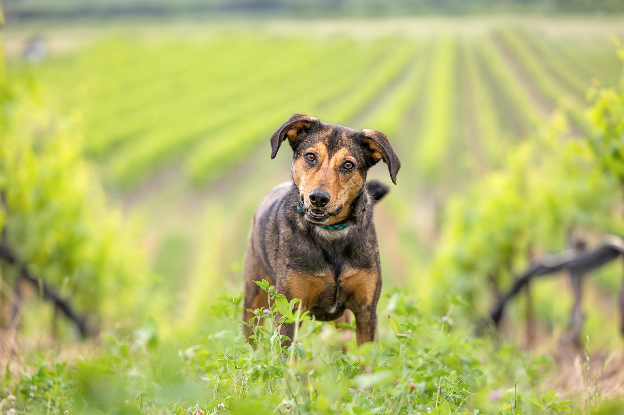 dog standing in vineyard at Ravine Winery in Niagara on the Lake