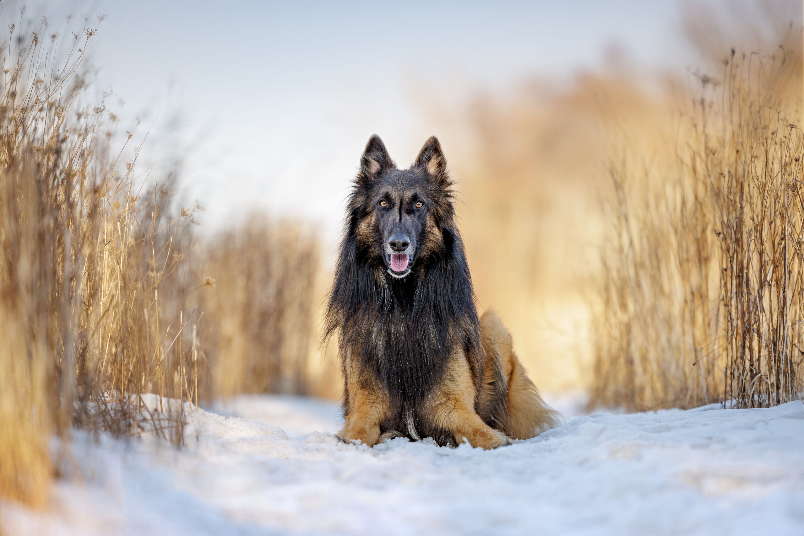 sheppard dog laying in snow at Niagara Shores Park in Niagara on the Lake