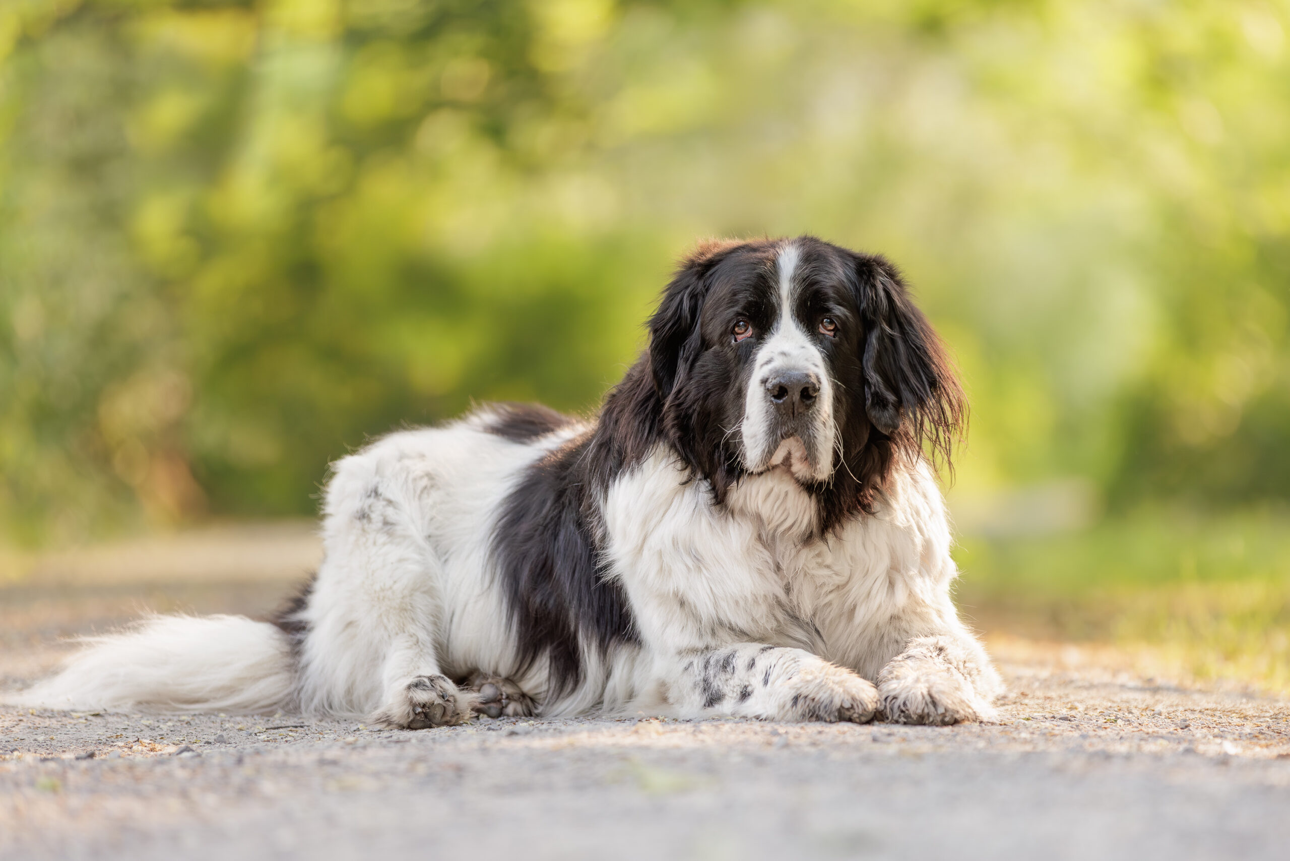 newfoundland dog laying in sun at Dufferin Islands in Niagara Falls