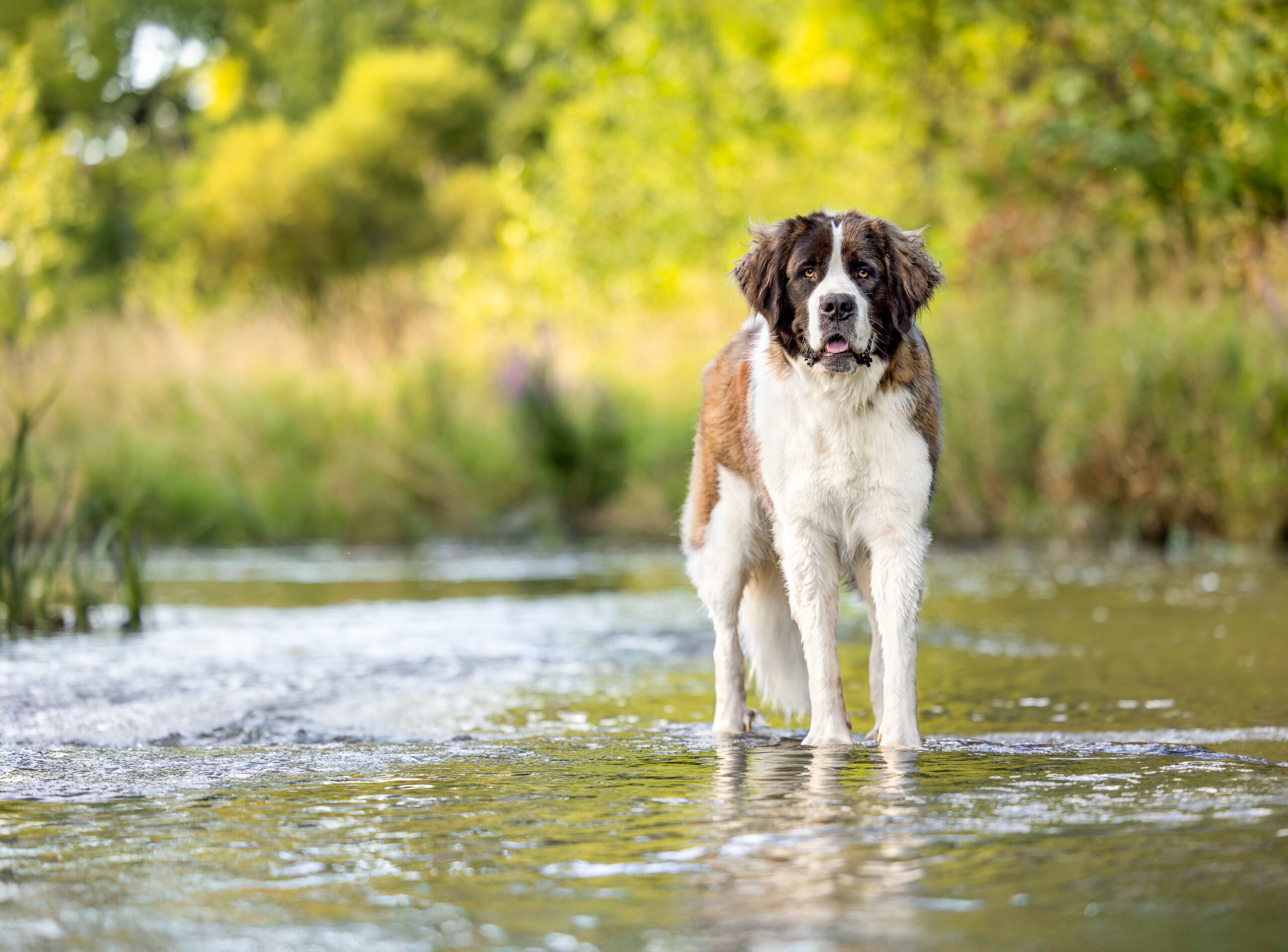 St. Bernard standing in water at Balls Falls Conservation Area